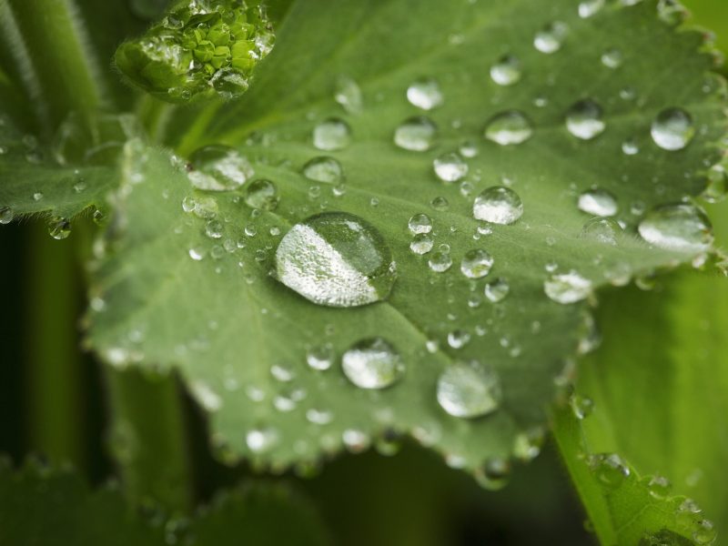 An alchemilla mollis leaf with beads of water clinging to the surface. Close up.